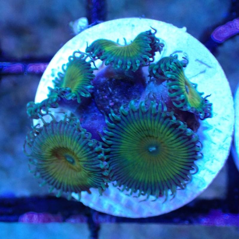 サンゴ,ソフトコーラル,マメスナギンチャク | Aquarium TALLMAN