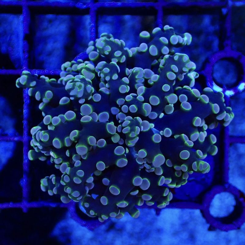 サンゴ | Aquarium TALLMAN