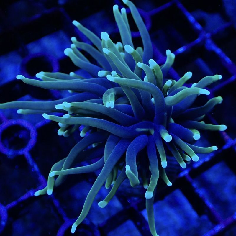 サンゴ | Aquarium TALLMAN