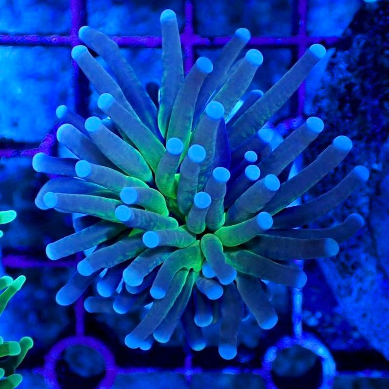 サンゴ | Aquarium TALLMAN