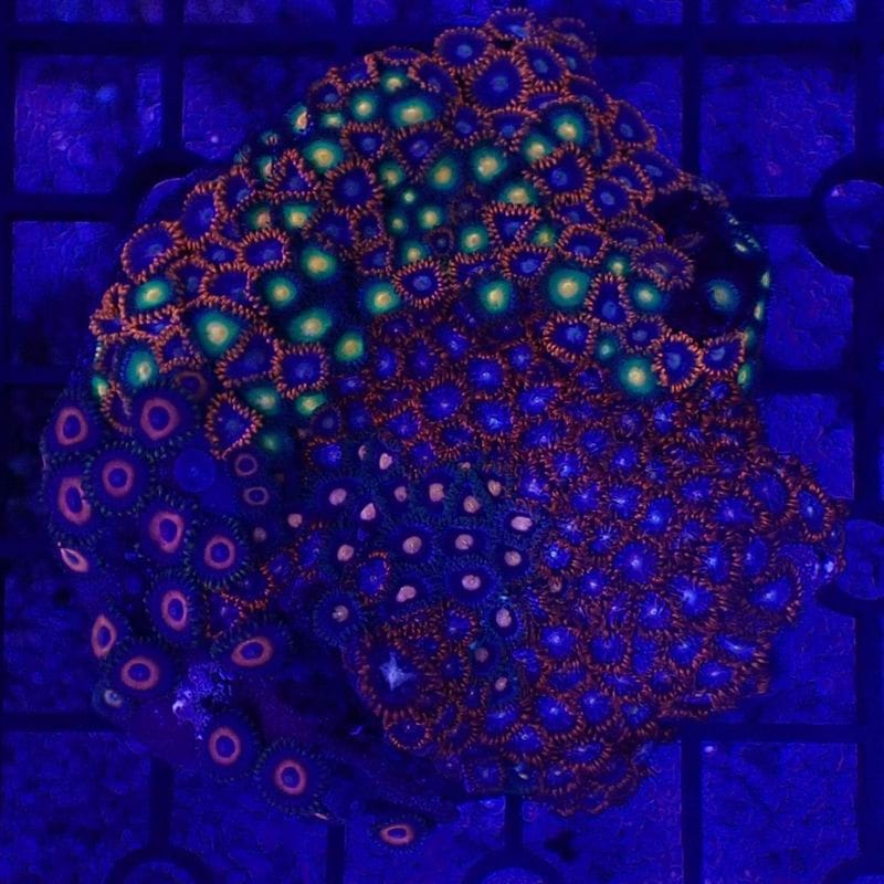 サンゴ,ソフトコーラル,マメスナギンチャク | Aquarium TALLMAN