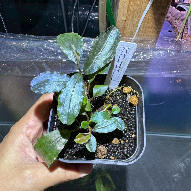 LS】Bucephalandra sp.Nannga taman TB便 美株 | すべての商品