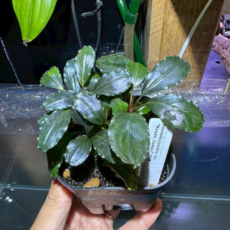 Bucephalandra sp.Nannga taman　TB便　美株