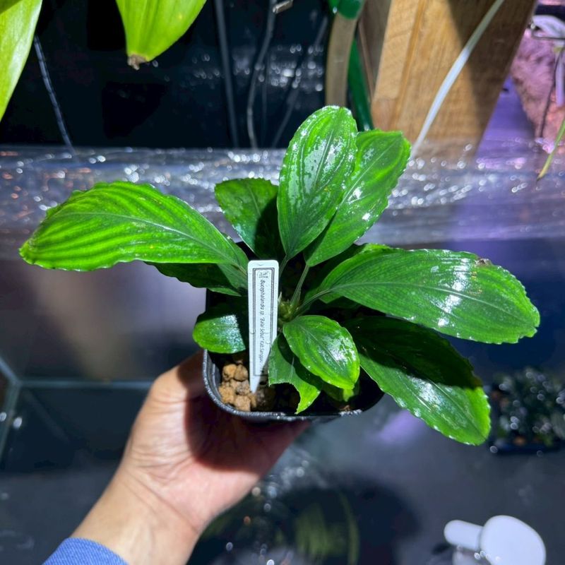 LS】Bucephalandra sp.Entikong TB便 | すべての商品 | Aquarium TALLMAN