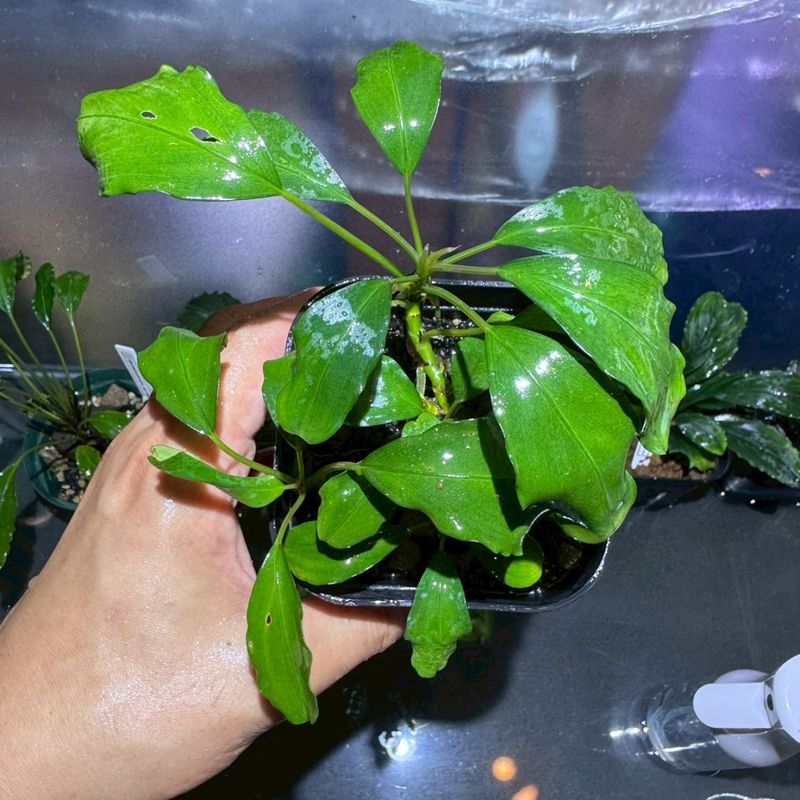 水草,ブセファランドラ | Aquarium TALLMAN