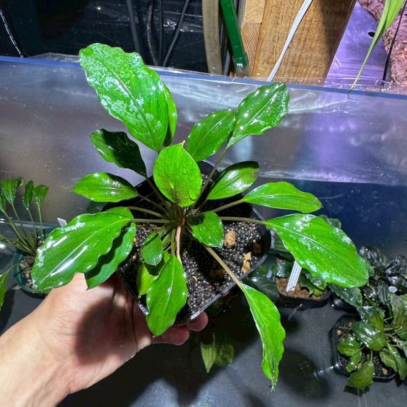 水草,ブセファランドラ | Aquarium TALLMAN
