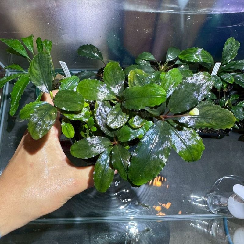 Bucephalandra　sp.super blue　大株