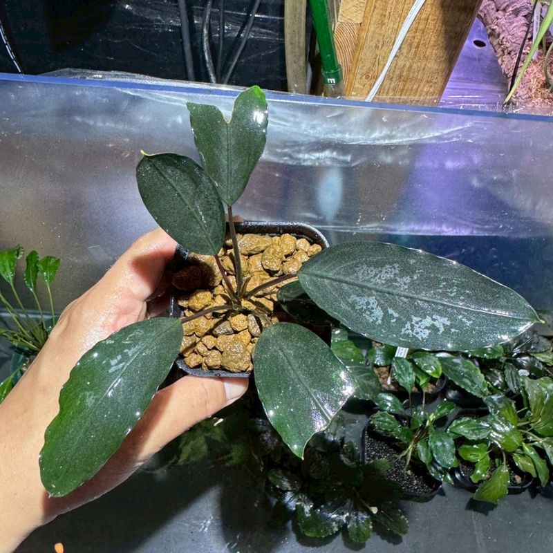 水草,ブセファランドラ | Aquarium TALLMAN