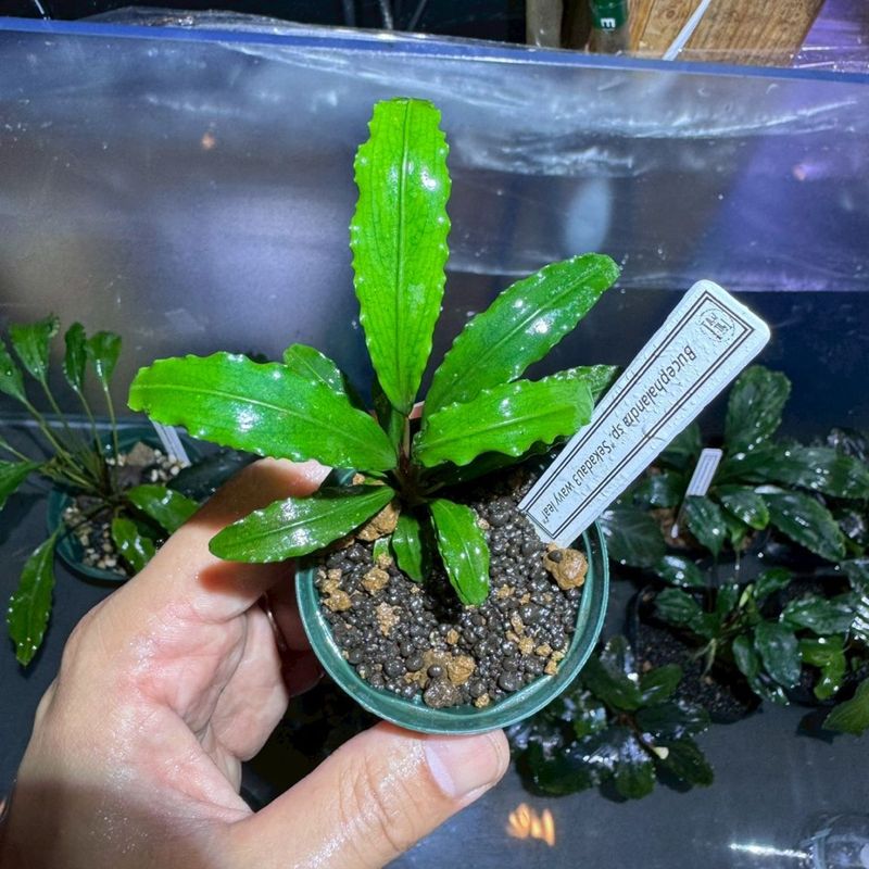 Bucephalandra sp.Sakadau3 Waby leaf　少し斑入り　TB便　①