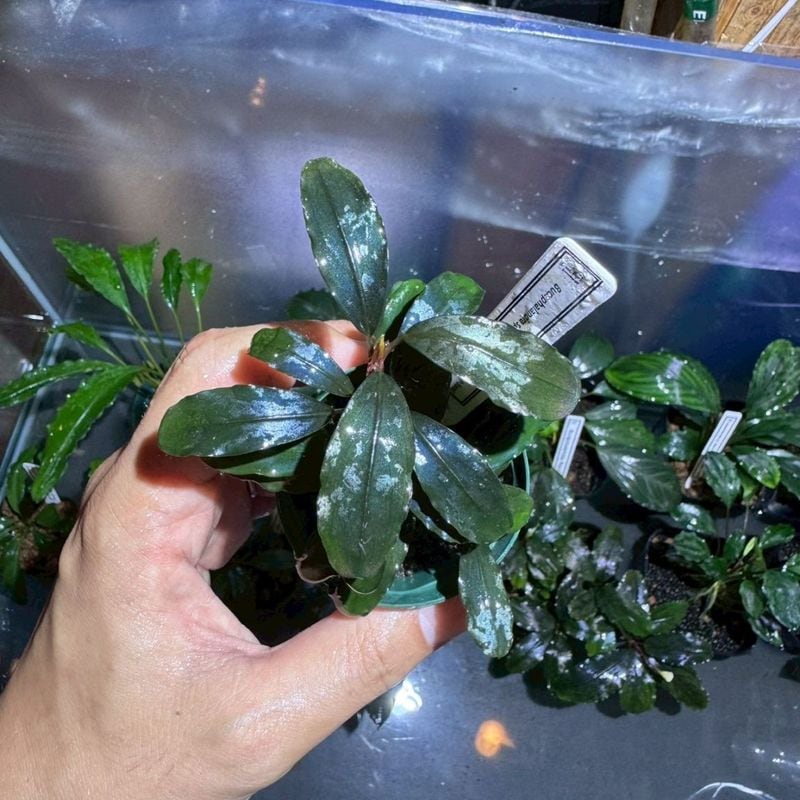 LS】Bucephalandra sp.Entikong TB便 | すべての商品 | Aquarium TALLMAN