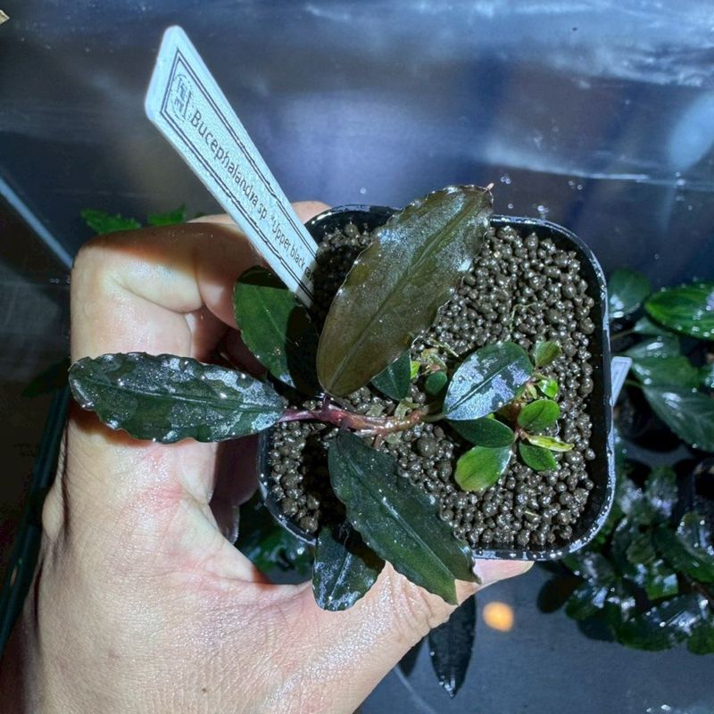 Bucephalandra　sp.Upper　blackcasul
