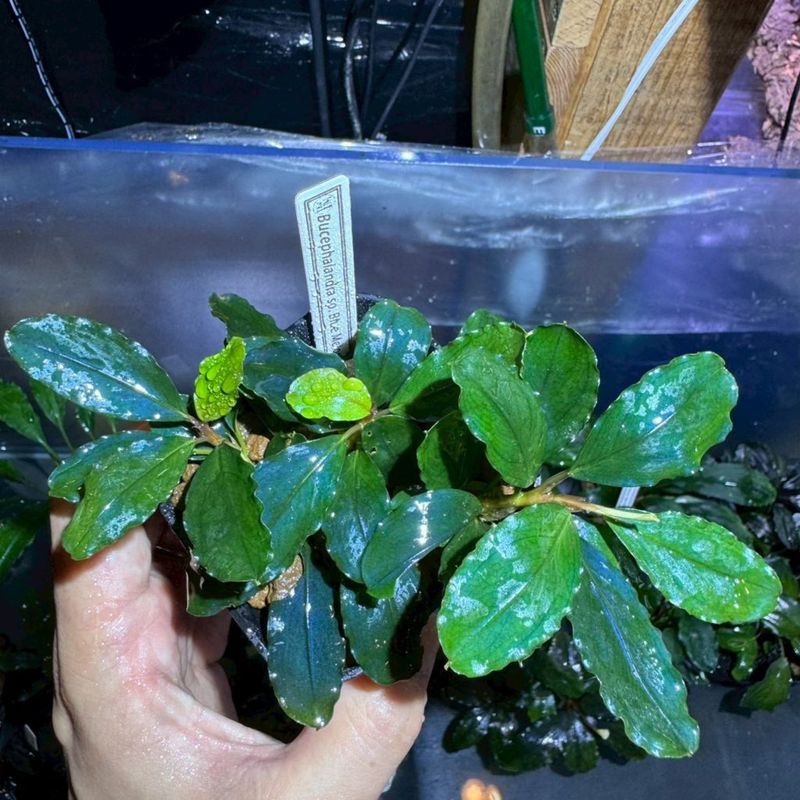 Bucephalandra　sp.Blue　Melon　超大株　状態良