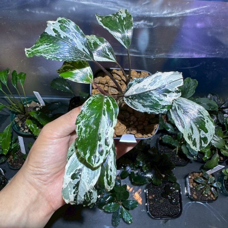 水草,ブセファランドラ | Aquarium TALLMAN