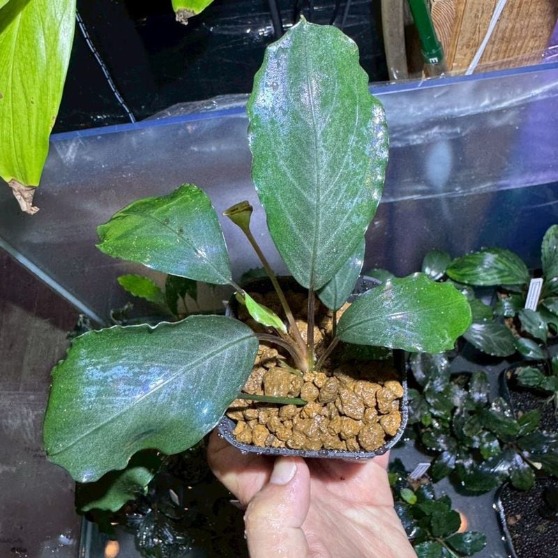 LS】Bucephalandra sp.Entikong TB便 | すべての商品 | Aquarium TALLMAN