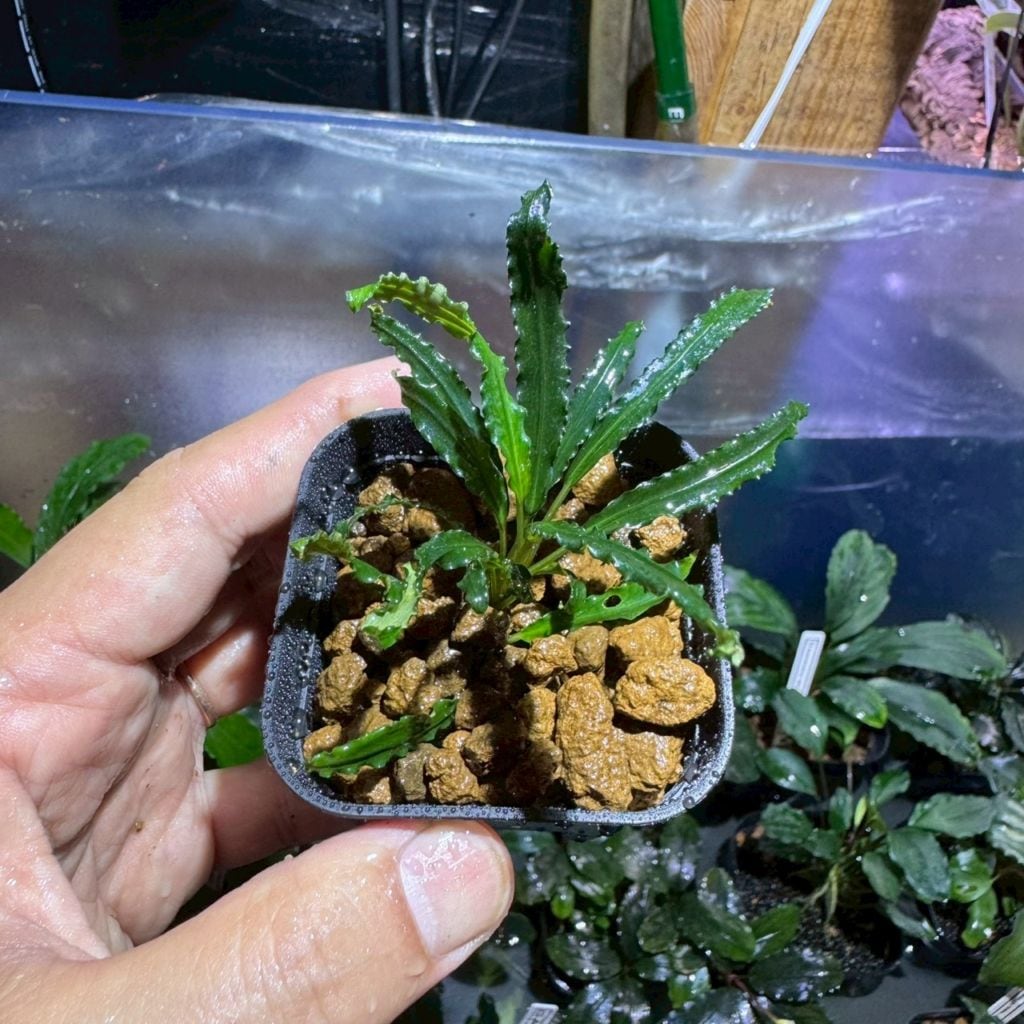 LS】Bucephalandra sp.Raraz ② | すべての商品 | Aquarium TALLMAN