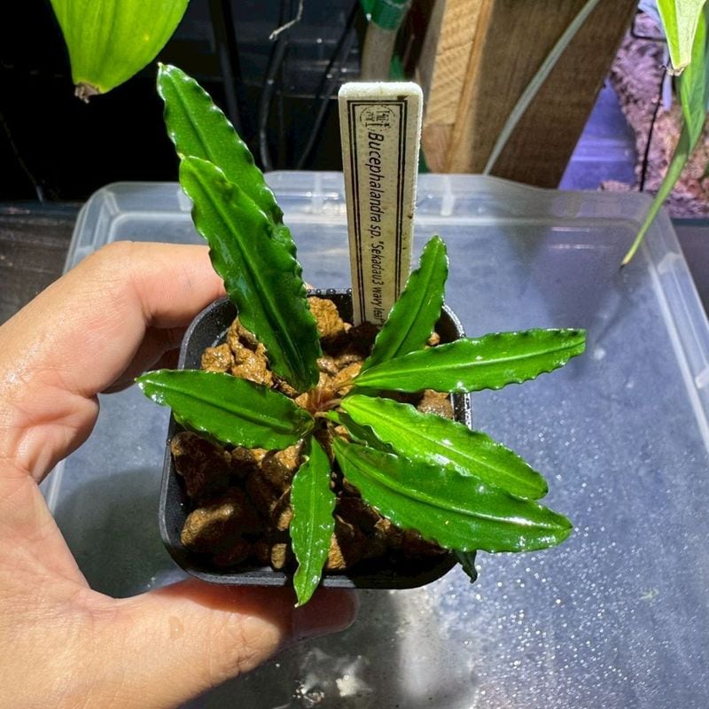 LS】Bucephalandra sp.Entikong TB便 | すべての商品 | Aquarium TALLMAN