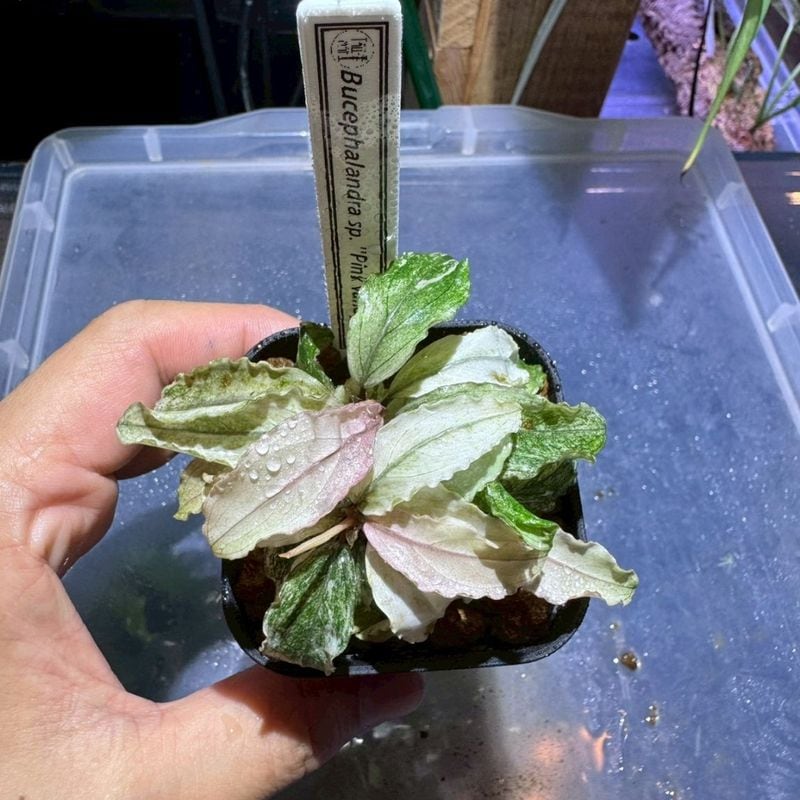 Bucephalandra　sp.Pink　variegata　①