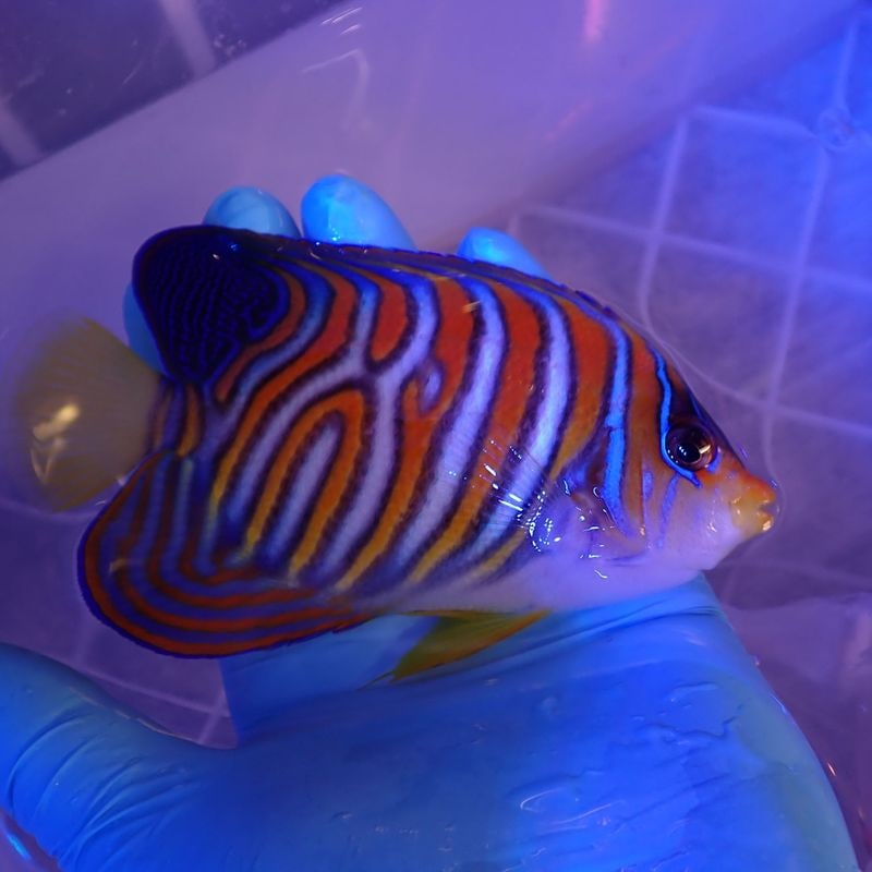 Jebao ウェーブポンプWMP-5 9000 | すべての商品 | Aquarium TALLMAN