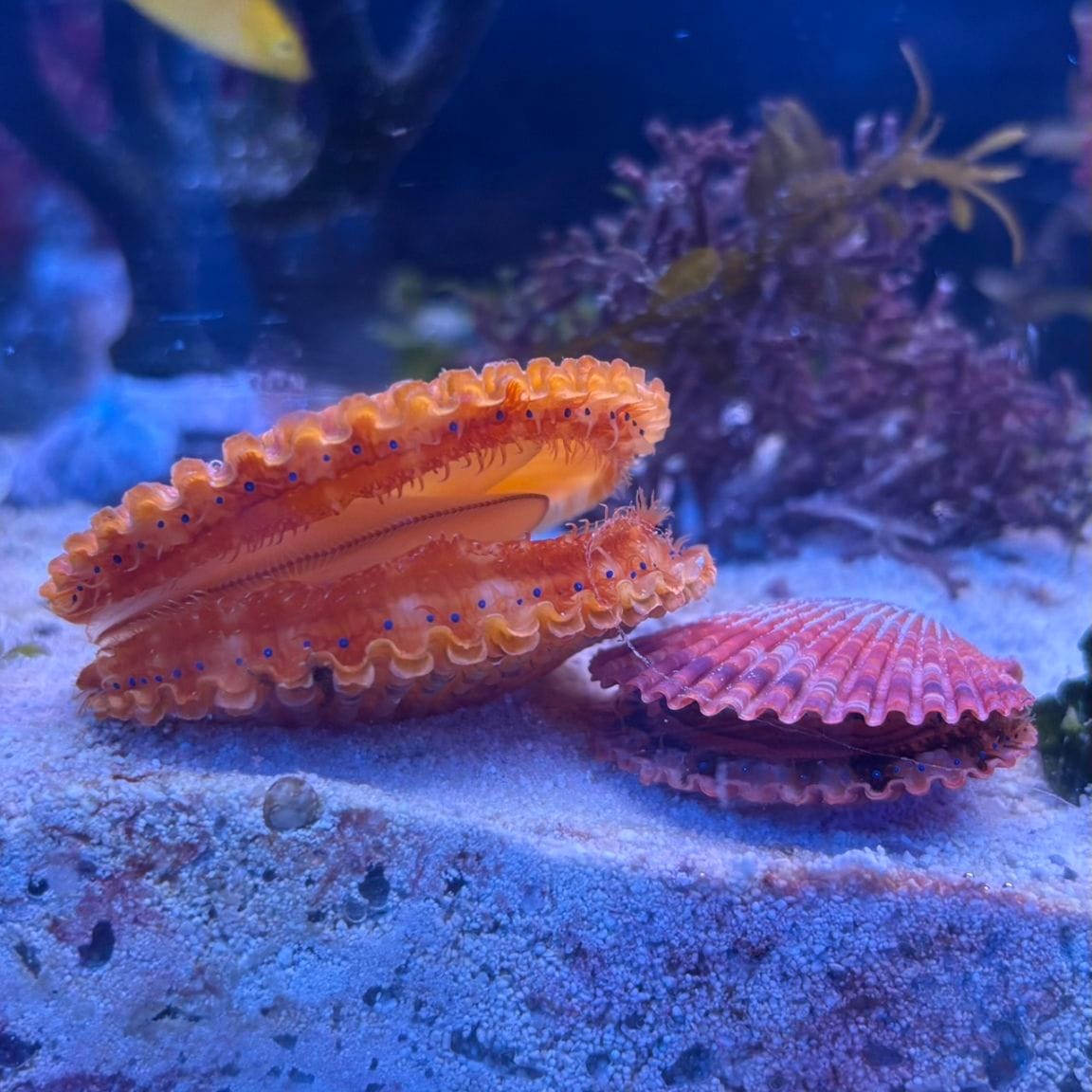 ヒオウギガイ　カラー　個体指定不可