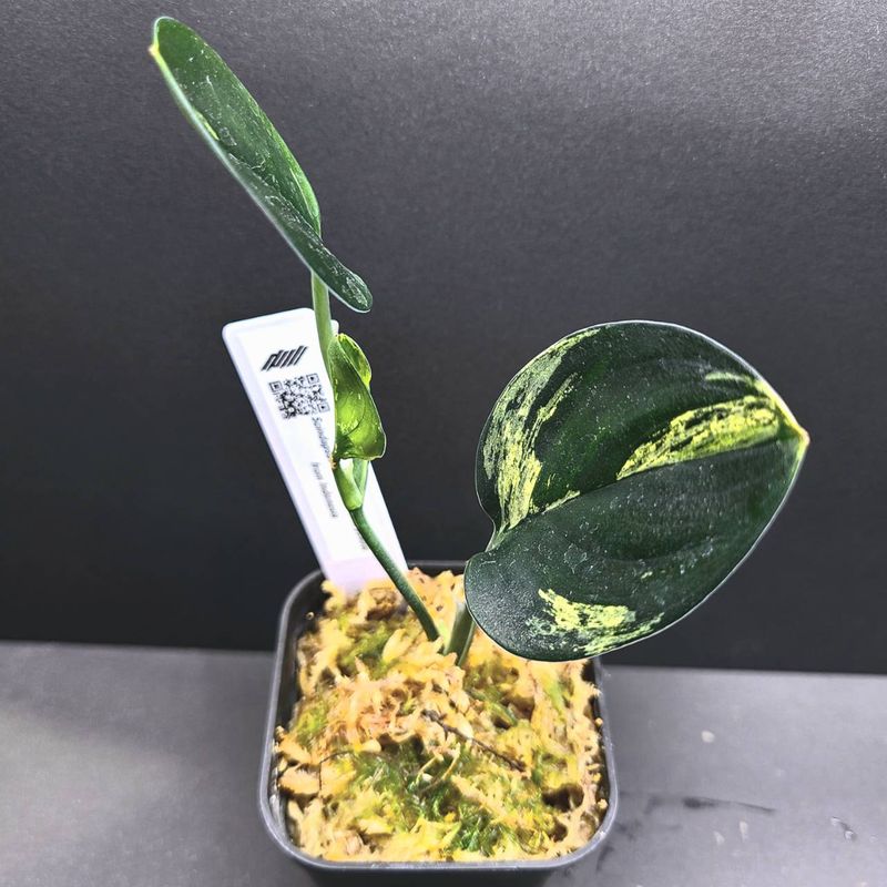 Scindapsus Treubii darkform yellow from Indonesia