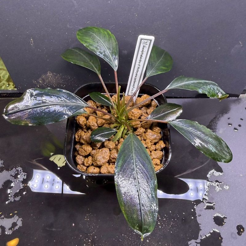 Bucephalandra sp. AW No1 水草 タグ付き Yahoo!オークション