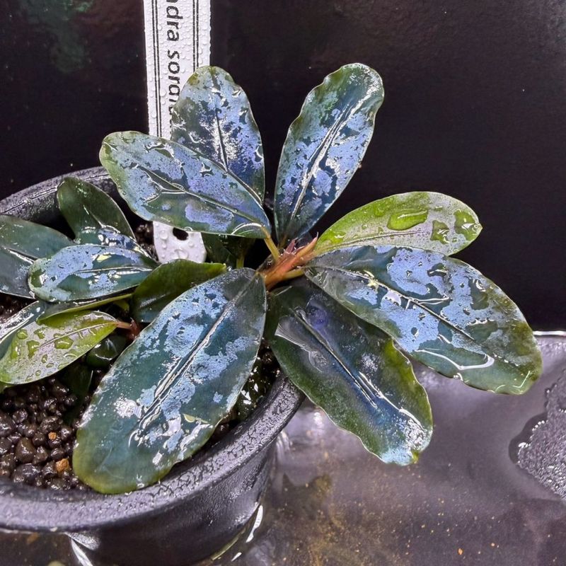 LS】Bucephalandra sp. AW No.1 | すべての商品 | Aquarium TALLMAN