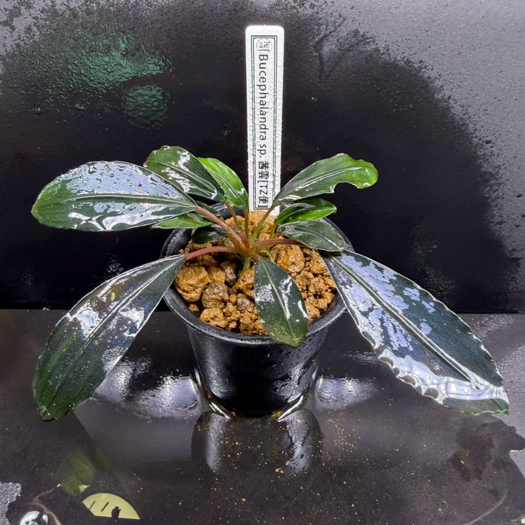 Bucephalandra sp. 茜雲 | すべての商品 | Aquarium TALLMAN