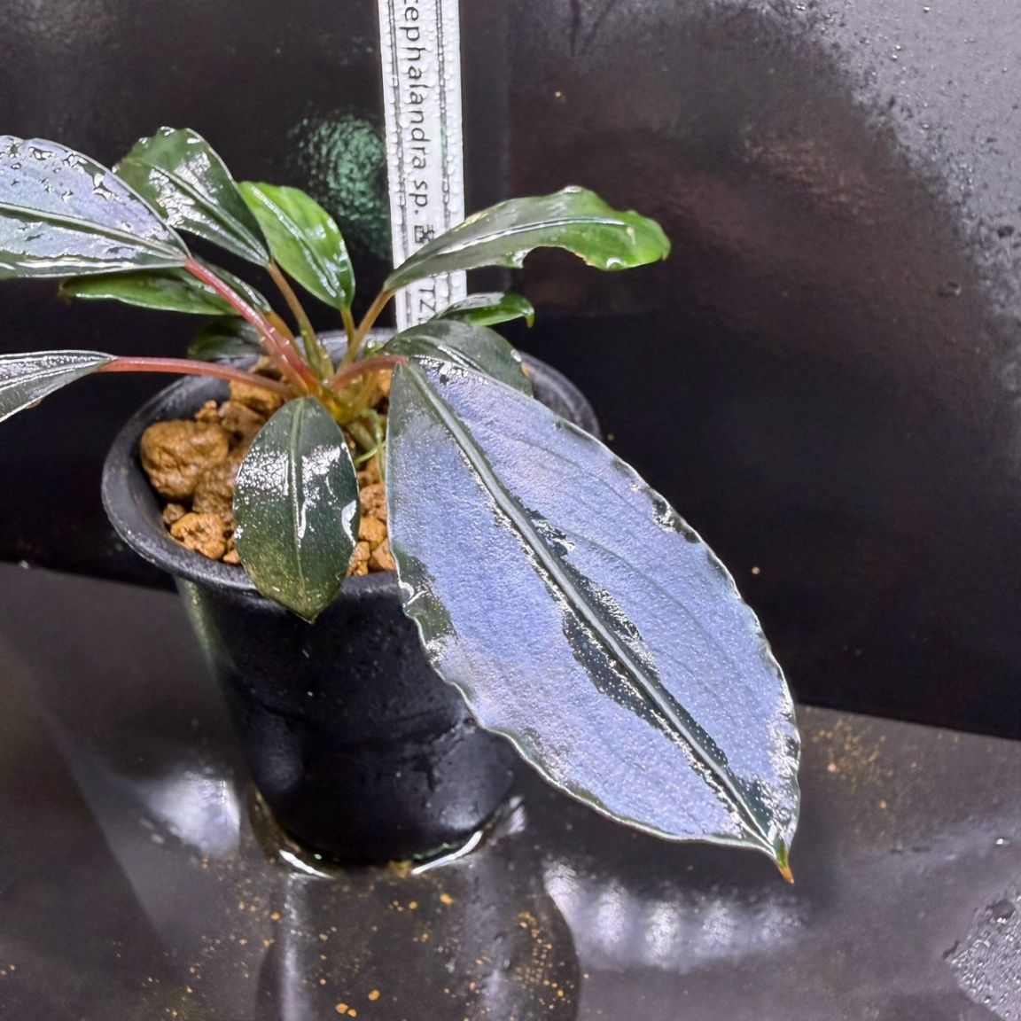 パ*ラ様 ブセファランドラ sp茜雲 Bucephalandra sp. 茜雲 | すべての商品 | Aquarium TALLMAN