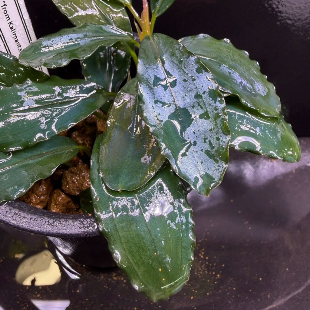 LS】Bucephalandra sp. AW No.1 | すべての商品 | Aquarium TALLMAN