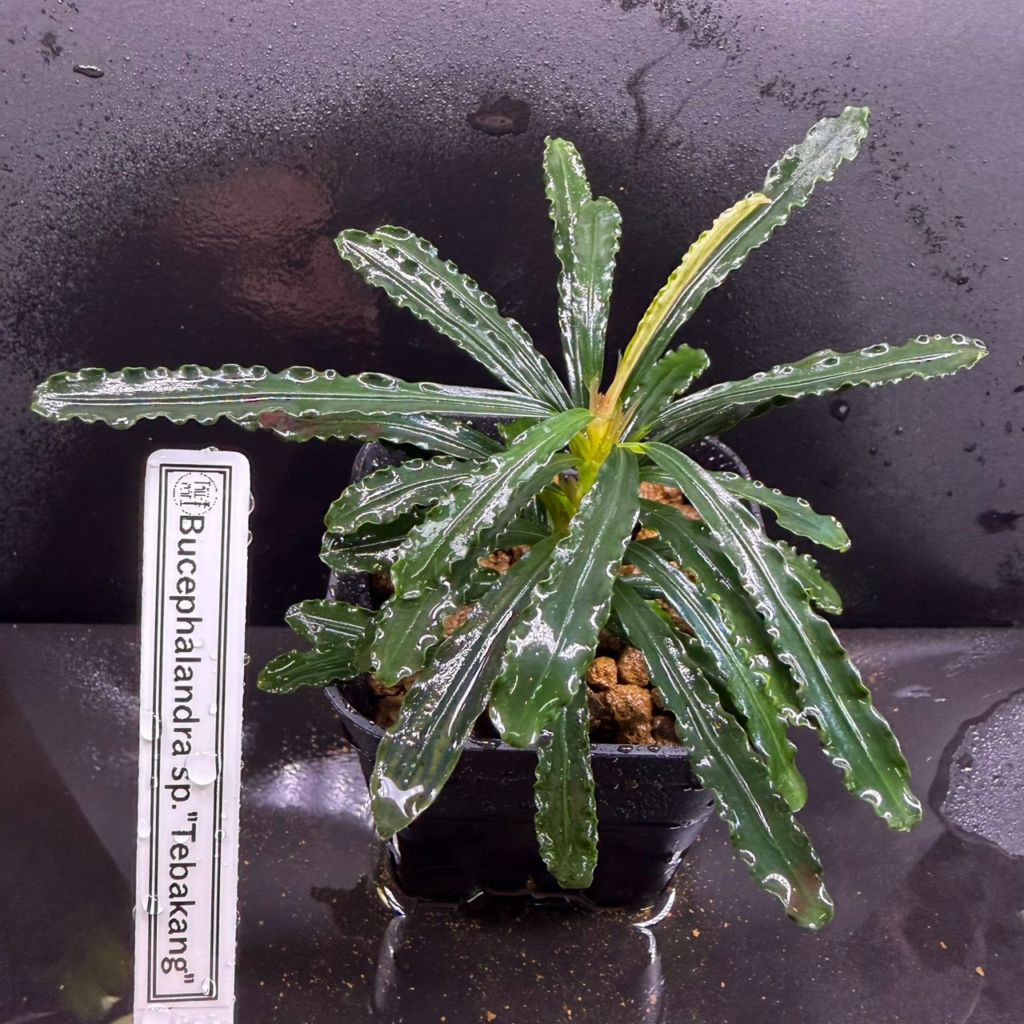 Bucephalandra sp. トゥバカン | すべての商品 | Aquarium TALLMAN