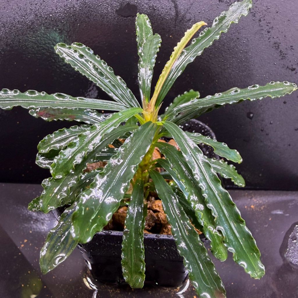 Bucephalandra sp. トゥバカン | すべての商品 | Aquarium TALLMAN