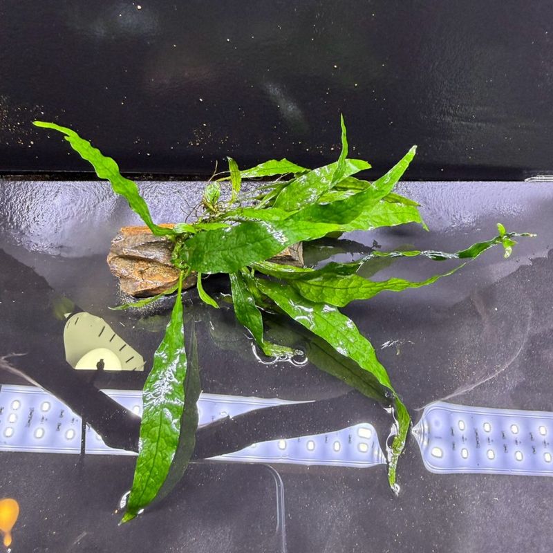 Bucephalandra sp. 茜雲 | すべての商品 | Aquarium TALLMAN