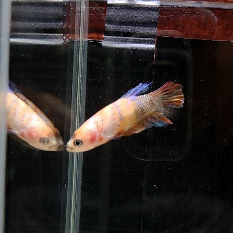 激セレクト　ショーベタ　キャンディ　コイ　♀