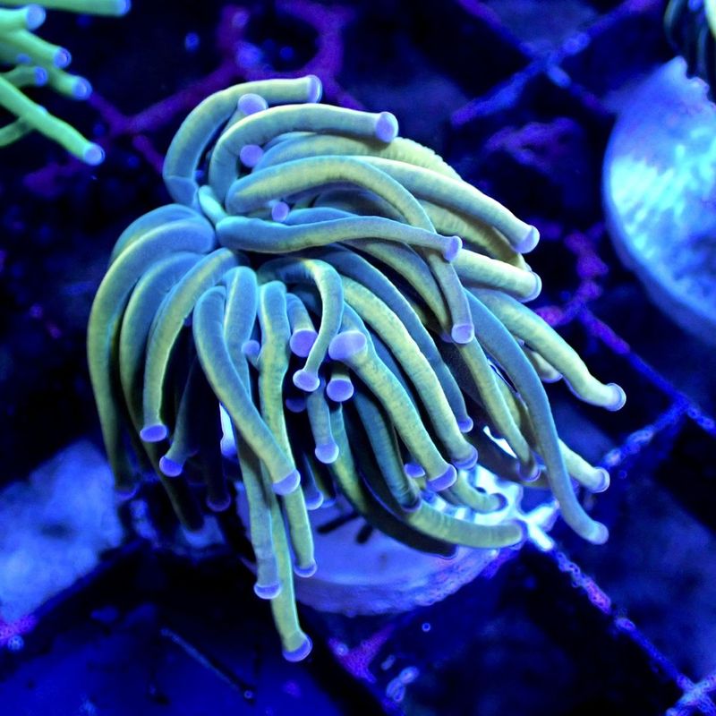 サンゴ,LPS Coral,ハナサンゴ | Aquarium TALLMAN