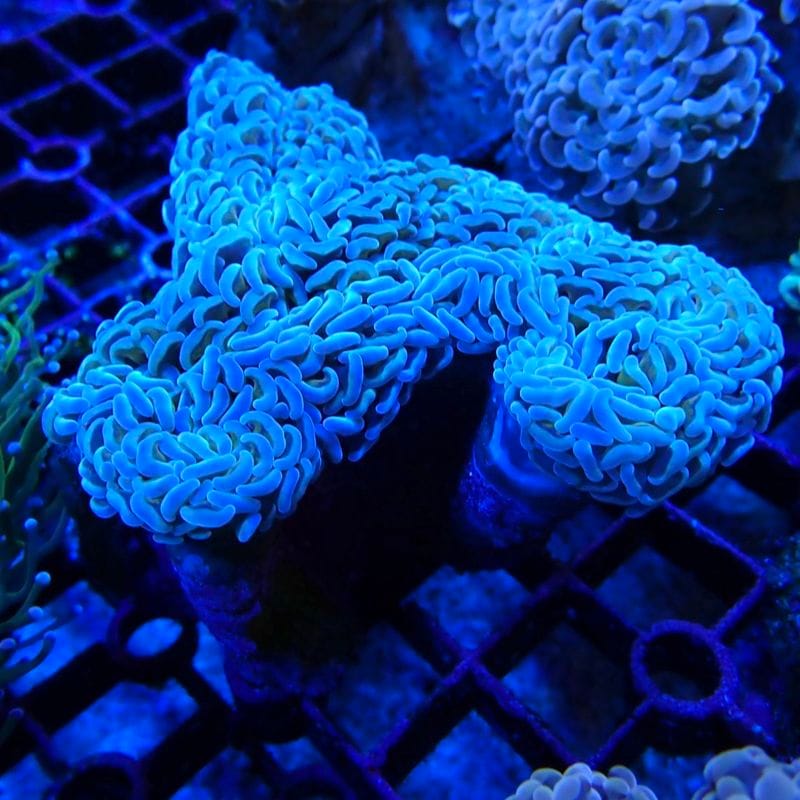 サンゴ ホワイト 約40センチ サンゴ | Aquarium TALLMAN