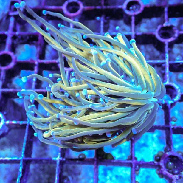 24K gold torch coral