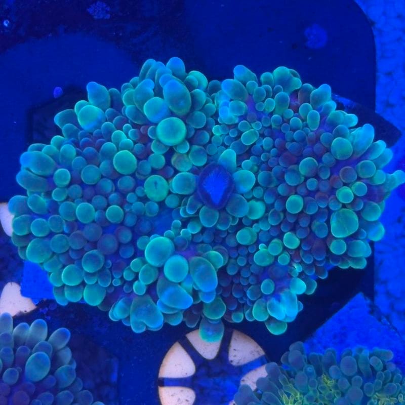 サンゴ,ソフトコーラル | Aquarium TALLMAN