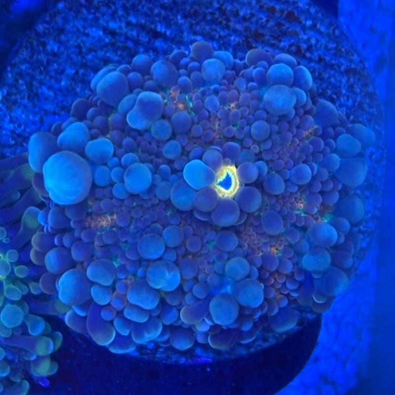 サンゴ,ソフトコーラル | Aquarium TALLMAN