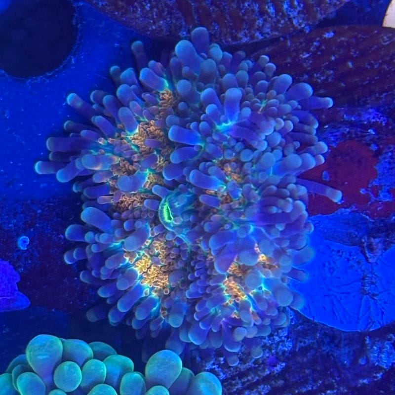 サンゴ,ソフトコーラル | Aquarium TALLMAN