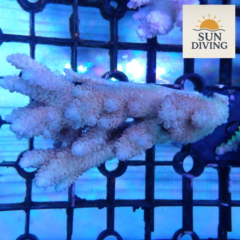 SD便 Acropora Del Fuego.
