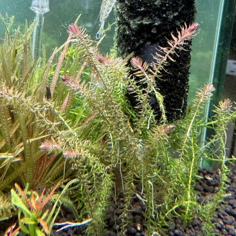 水草 | Aquarium TALLMAN 水草 | Aquarium TALLMAN