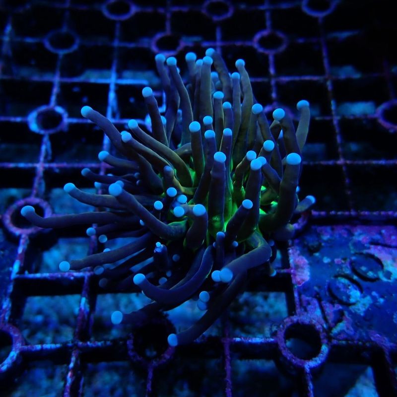ADA プロレイザー クラフト・ミニ | アクアリウム用品,ADA | Aquarium