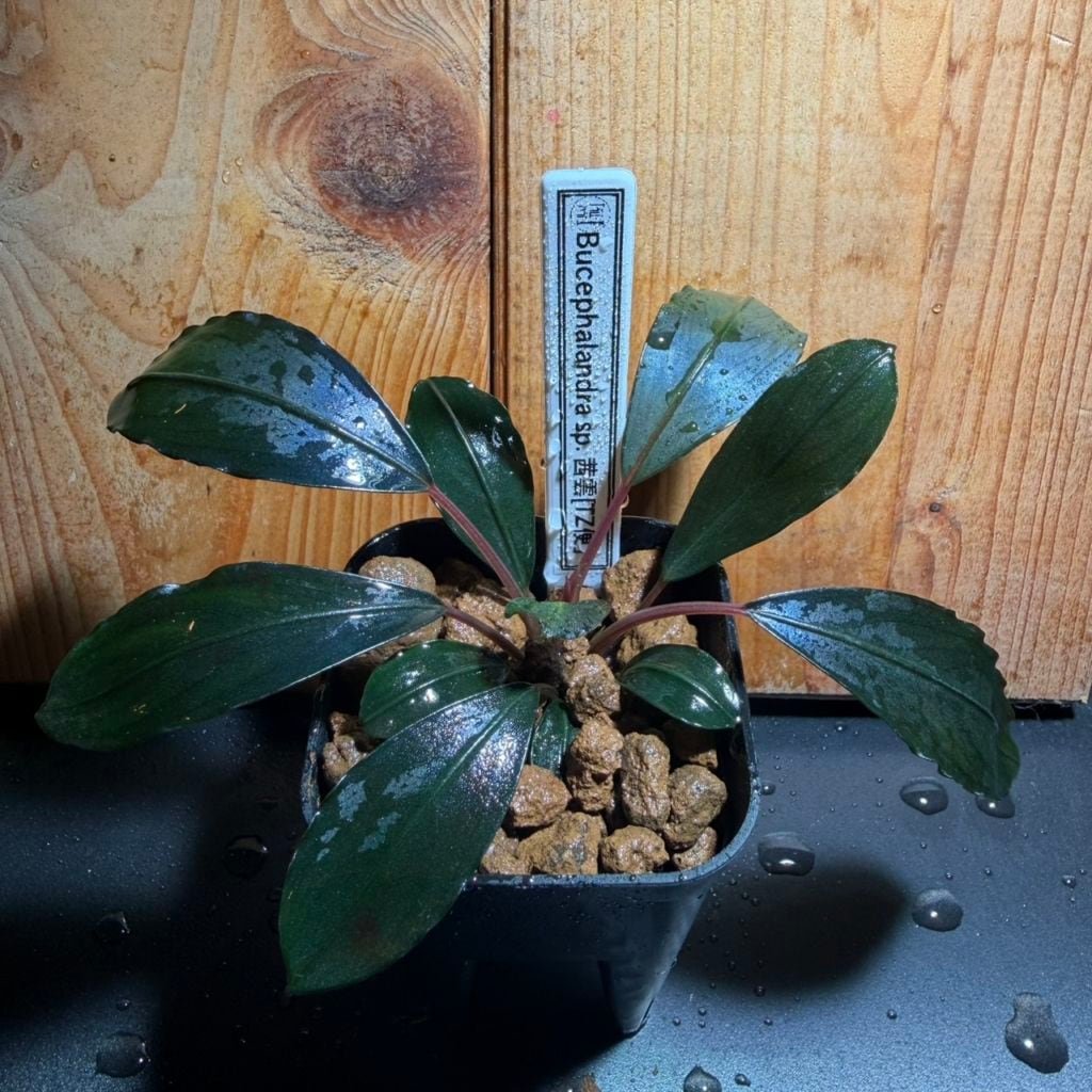 ブセファランドラ sp茜雲 Bucephalandra sp. ”茜雲” | 水草,ブセファランドラ | Aquarium TALLMAN