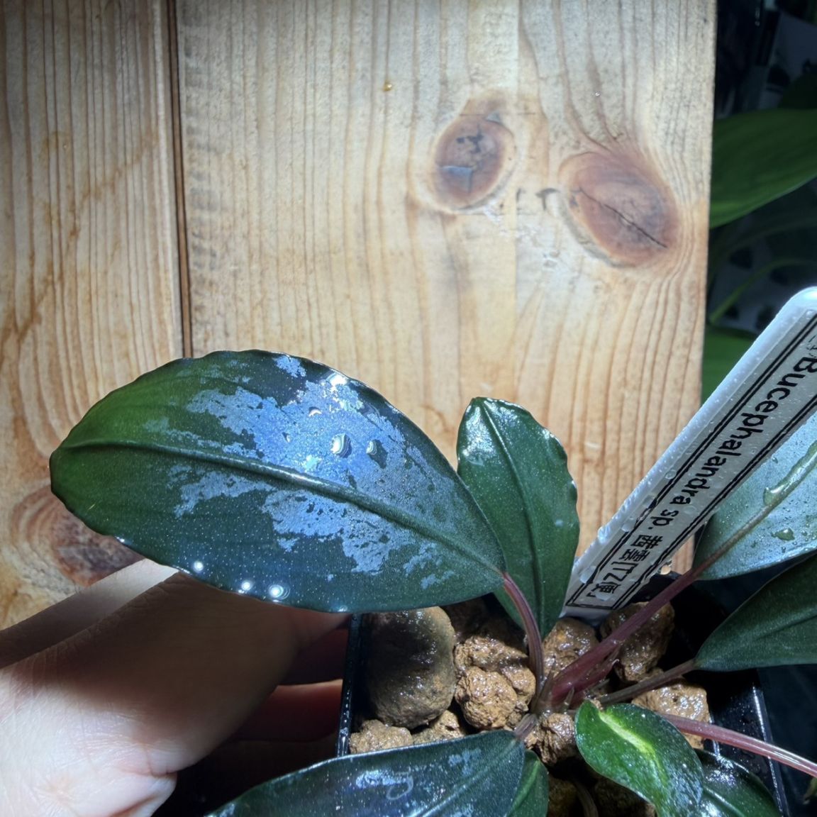 Bucephalandra sp. ”茜雲” | 水草,ブセファランドラ | Aquarium TALLMAN