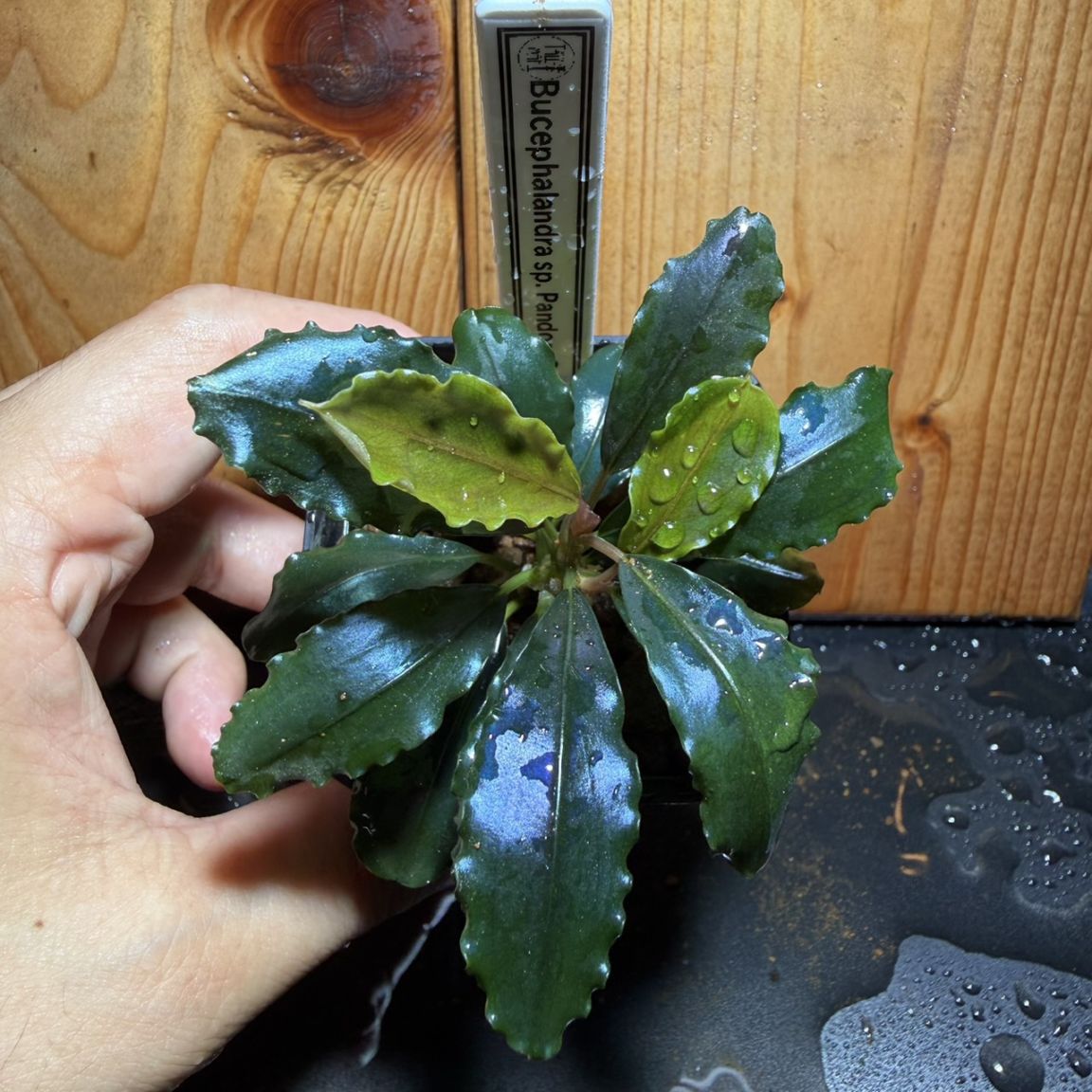Bucephalandra sp. パンドラクイーン | 水草,ブセファランドラ