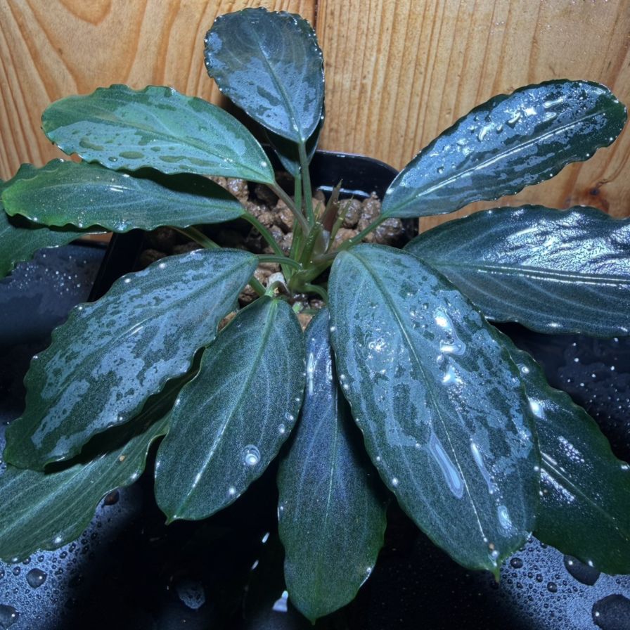 Bucephalandra sp. パールグレイ 良株 | 水草,ブセファランドラ