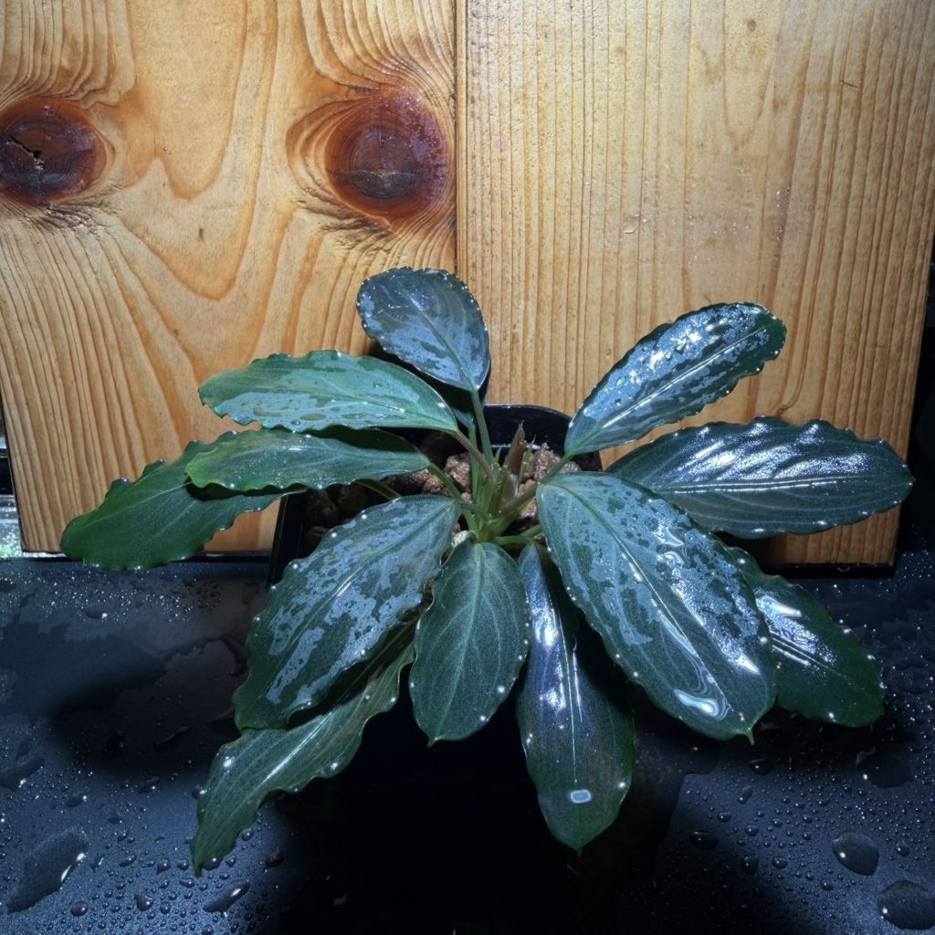 Bucephalandra sp. パールグレイ 良株 | 水草,ブセファランドラ