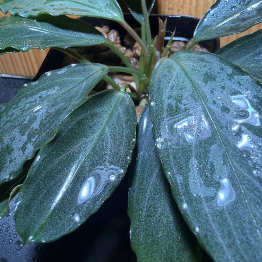 Bucephalandra sp. パールグレイ 良株 | 水草,ブセファランドラ