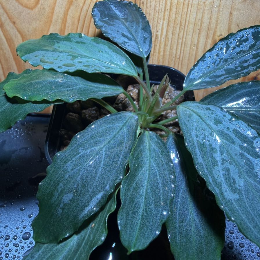 ゆ*ゆ様 Bucephalandra ブセファランドラsp.パールグレイ(TB便 Bucephalandra sp. パールグレイ 良株 | 水草,ブセファランドラ