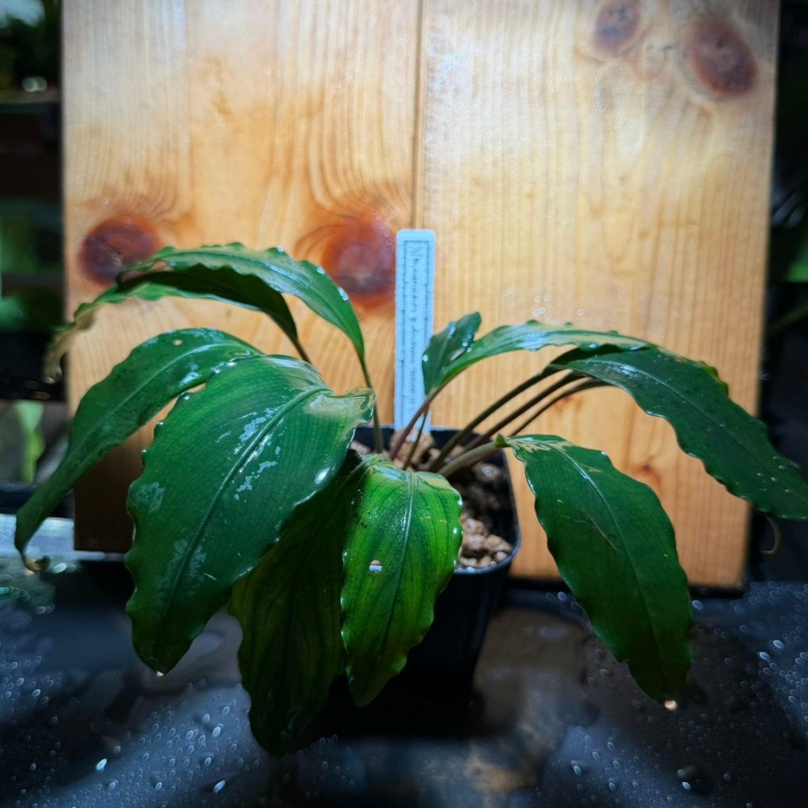 や*代様 ブセファランドラ cf. モトレイアーナ セリアン(チャーム) Bucephalandra cf. モトレイアーナ serian産 | 水草,ブセファランドラ